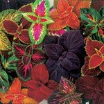 Complete Coleus Seeds Giant Exhibition Multi-Color Foliage High Germination Garden Seeds heirloom non-gmo seeds