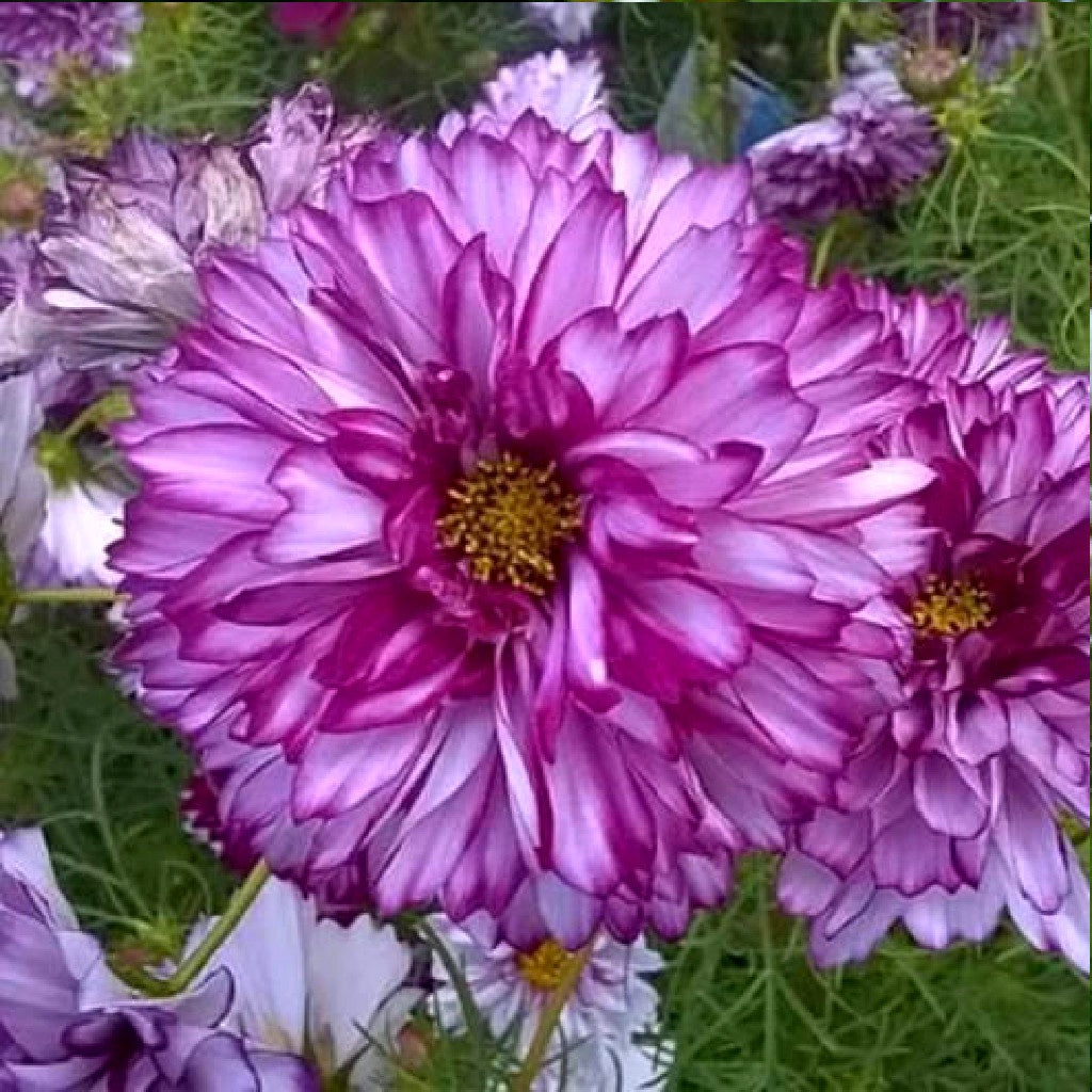 Cosmos Seeds - Double Click - Double Violet