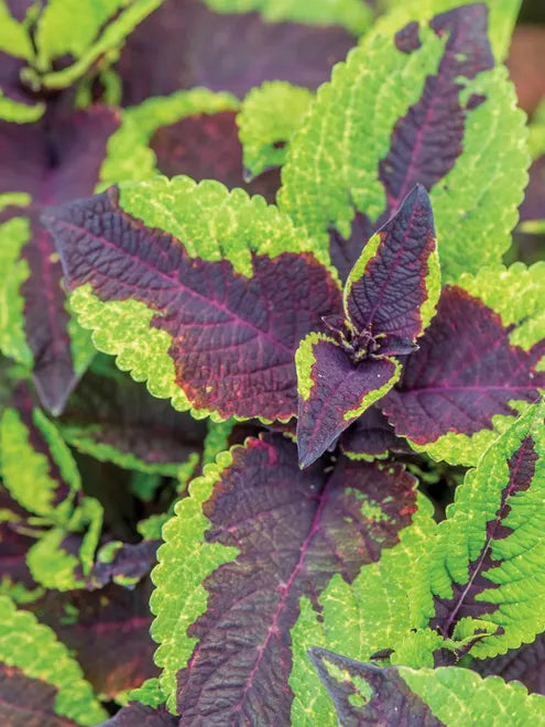 Coleus Pineapple Surprise Seeds