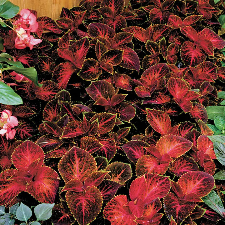 Heirloom Velvet Red Coleus Seeds for Planting – Non-GMO, Vibrant Decorative Foliage Variety