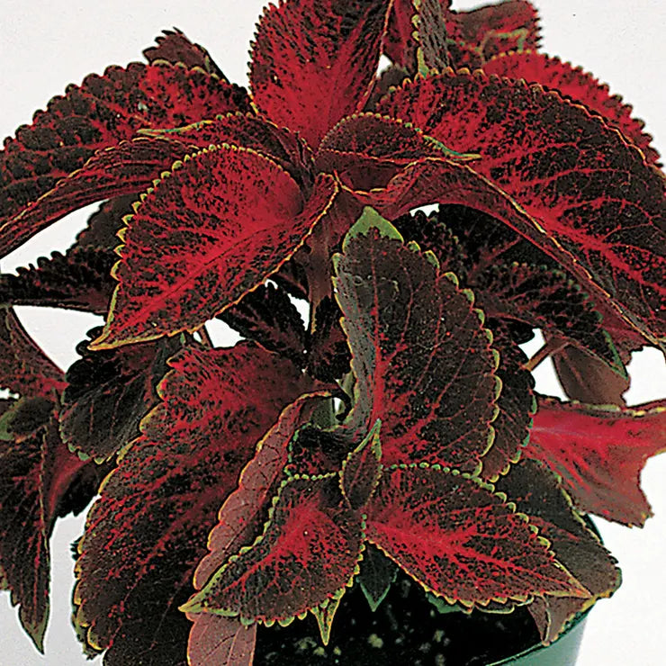 Heirloom Velvet Red Coleus Seeds for Planting – Non-GMO, Vibrant Decorative Foliage Variety for planting in your garden.