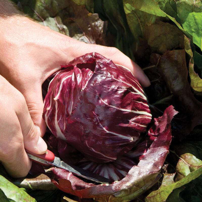 Radicchio Vegetable Seeds for Planting