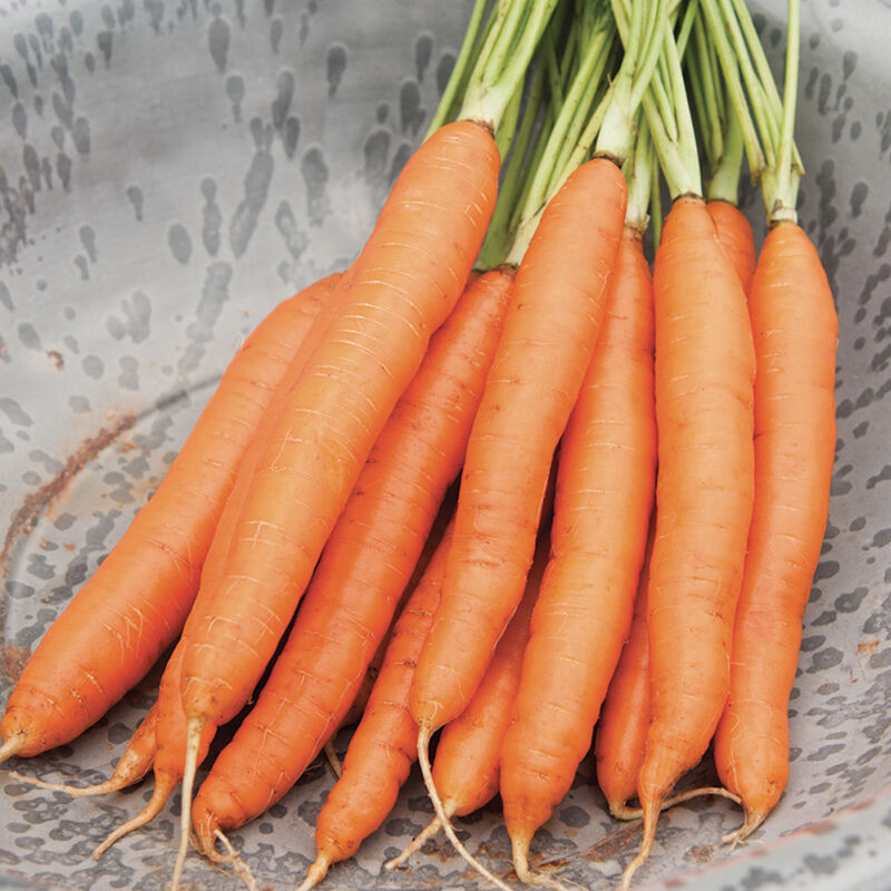 Romance Carrot Seeds Heirloom Non-GMO High Germination Organic Garden Seeds