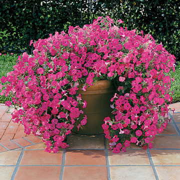 Hot Pink Spreading Petunia Seeds Large Garden Wave Petunia High Germination Garden Seeds heirloom non-gmo seeds