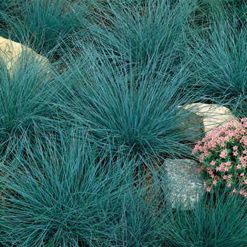 Blue Fescue Seeds Perennial Ornamental Blue Foliage Grass High Germination Garden Seeds heirloom non-gmo seeds