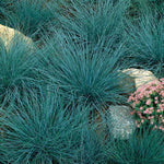 Blue Fescue Seeds Perennial Ornamental Blue Foliage Grass High Germination Garden Seeds heirloom non-gmo seeds