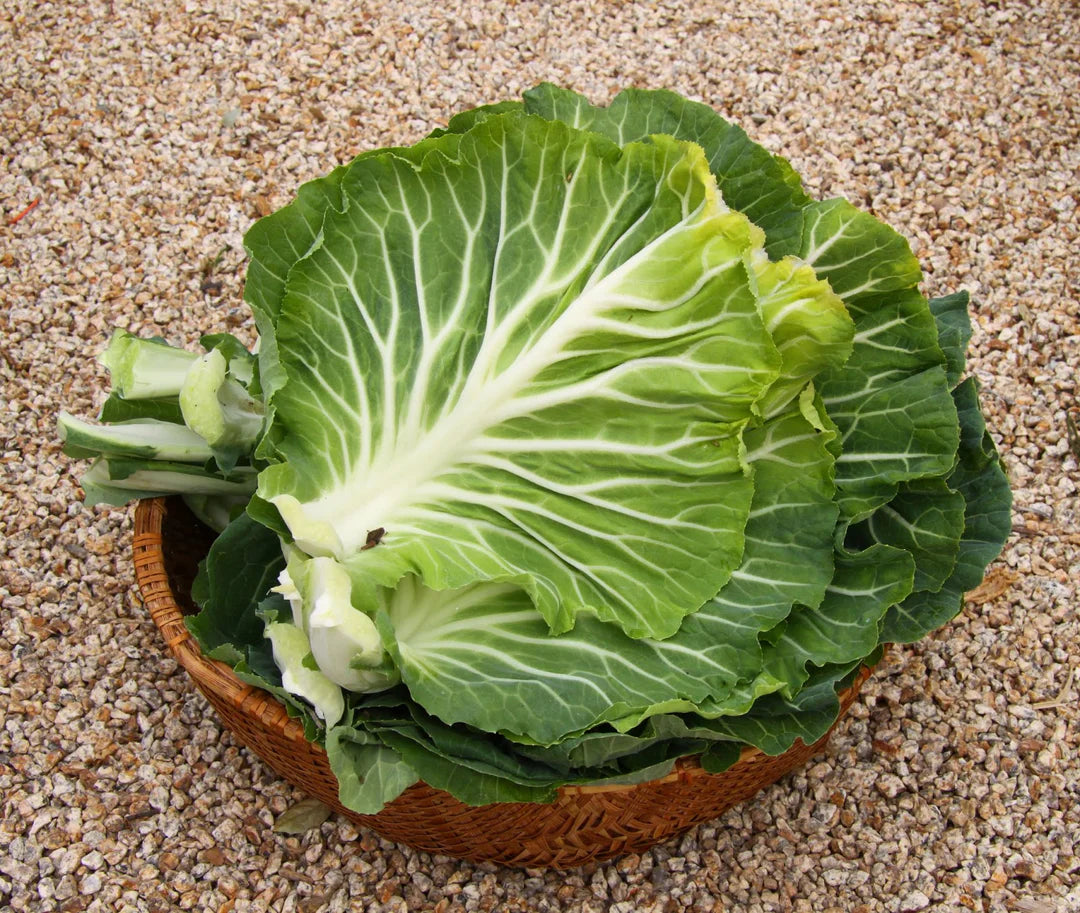 Couve Kale Tree Seeds for Planting heirloom & Non-GMO Seeds