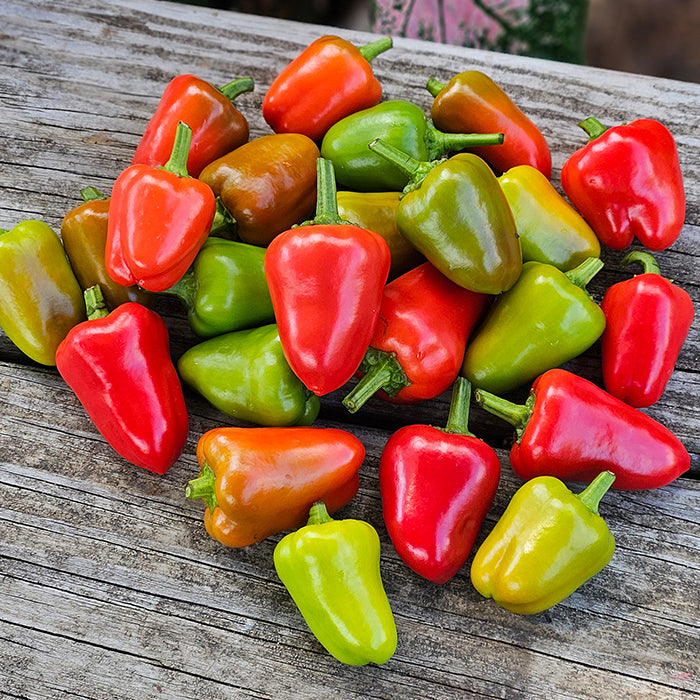 Pretty N Sweet Hybrid Ornamental Pepper Seeds | Multi-Color Compact Snacking Peppers – Heirloom, Non-GMO, High Germination Organic Garden Seeds
