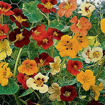 Jewel of Africa Nasturtium Seeds Variegated Leaves Climbing Nasturtium High Germination Garden Seeds Tropaeolum majus heirloom non-gmo seeds