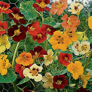 Jewel of Africa Nasturtium Seeds Variegated Leaves Climbing Nasturtium High Germination Garden Seeds Tropaeolum majus heirloom non-gmo seeds