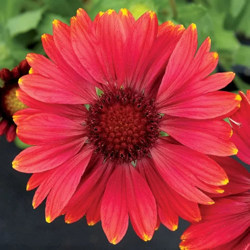 Arizona Red Shades Blanket Flower Seeds Vibrant Red Gaillardia Blooms High Germination Garden Seeds heirloom non-gmo seeds