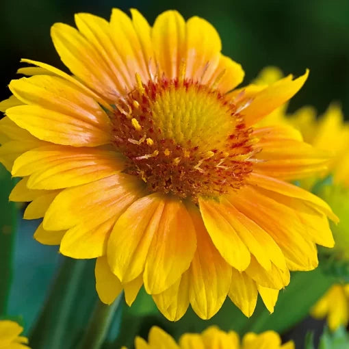 Arizona Apricot Blanket Flower Seeds Pastel Apricot Gaillardia Blooms High Germination Garden Seeds heirloom non-gmo seeds