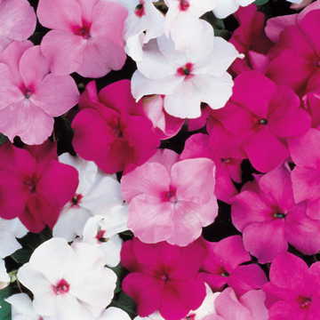 Accent Mystic Impatiens Seeds Hybrid Colorful Garden Impatiens High Germination Garden Seeds heirloom non-gmo seeds