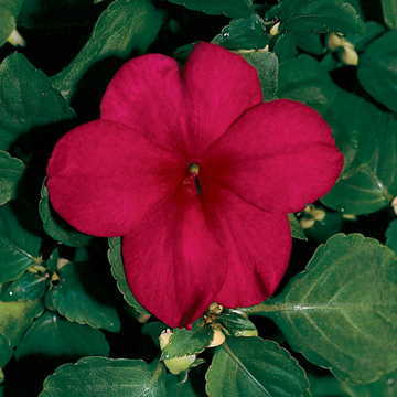 Burgundy Impatiens Seeds Shady Lady Deep Red Hybrid Blooms High Germination Garden Seeds heirloom non-gmo seeds