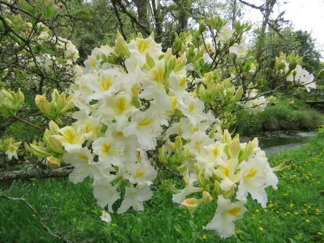 Azalea Rhododendron Green Flower Seeds for Planting – Evergreen Shrub for Pollinator Gardens and Backyard Landscaping