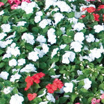 Sunny Lady White Impatiens Seeds Pure White Garden Impatiens High Germination Garden Seeds heirloom non-gmo seeds