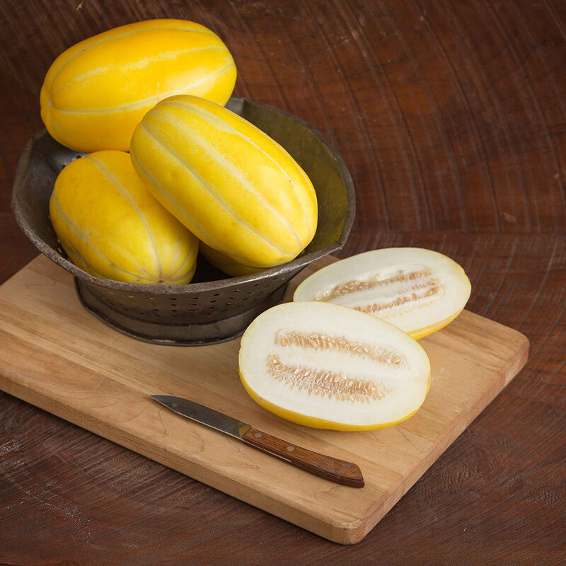 Torpedo Melon – Sweet, Crisp, and Refreshing Summer Fruit