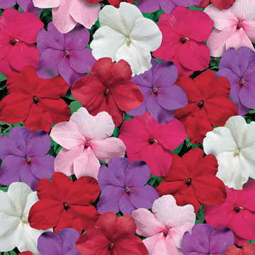 Tempo Crystal Impatiens Seeds Clear White Impatiens Flowers High Germination Garden Seeds heirloom non-gmo seeds