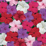 Tempo Crystal Impatiens Seeds Clear White Impatiens Flowers High Germination Garden Seeds heirloom non-gmo seeds