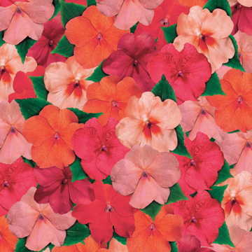 Cancun Hybrid Impatiens Seeds Shade-Loving Colorful Impatiens High Germination Garden Seeds heirloom non-gmo seeds