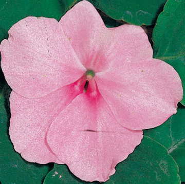 Pink Hybrid Impatiens Seeds Shady Lady Soft Pink Shade Impatiens High Germination Garden Seeds heirloom non-gmo seeds