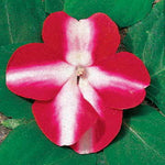 Red and White Impatiens Seeds Shady Lady Bi-Color Hybrid Impatiens High Germination Garden Seeds heirloom non-gmo seeds