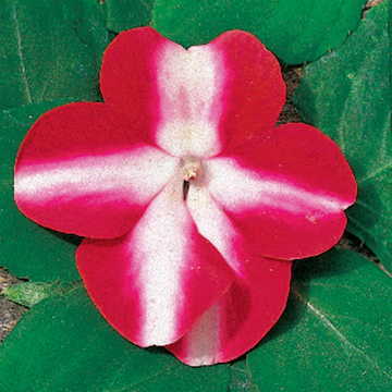 Red and White Impatiens Seeds Shady Lady Bi-Color Hybrid Impatiens High Germination Garden Seeds heirloom non-gmo seeds