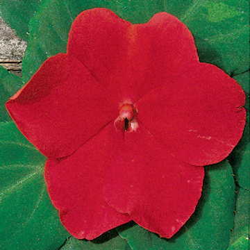 Red Hybrid Impatiens Seeds Shady Lady Bold Red Shade Impatiens High Germination Garden Seeds heirloom non-gmo seeds
