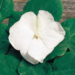 Bride Impatiens Seeds Soft White Hybrid Shade Impatiens High Germination Garden Seeds heirloom non-gmo seeds