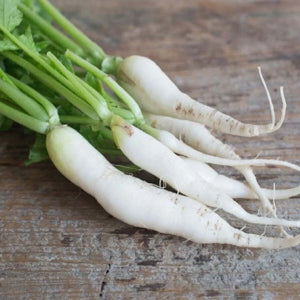 mature radish plants with healthy green tops in sunny garden

