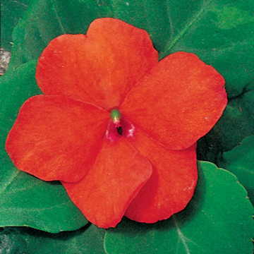 Tango Hybrid Impatiens Seeds Bright Orange Shade-Loving Impatiens High Germination Garden Seeds heirloom non-gmo seeds