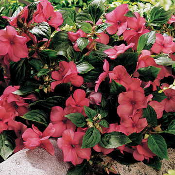 Sunny Lady Salmon Shimmer Impatiens Seeds Coral Salmon Hybrid Impatiens High Germination Garden Seeds heirloom non-gmo seeds