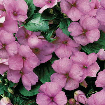 Lilac Shimmer Hybrid Impatiens Seeds Soft Lilac Shade-Loving Impatiens High Germination Garden Seeds heirloom non-gmo seeds