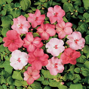 Blushing Beauties Hybrid Impatiens Seeds Soft Pastel Mixed Impatiens High Germination Garden Seeds heirloom non-gmo seeds