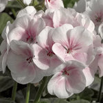Appleblossom Geranium Flower Seeds Soft Pink Zonal Geranium High Germination Garden Seeds heirloom non-gmo seeds