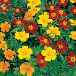 Disco Marigold Seeds Bright Decorative Marigold Variety High Germination Garden Seeds heirloom non-gmo seeds