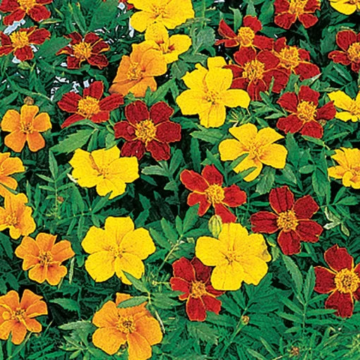 Disco Marigold Seeds Single Bloom Compact Marigold Blend High Germination Garden Seeds heirloom non-gmo seeds