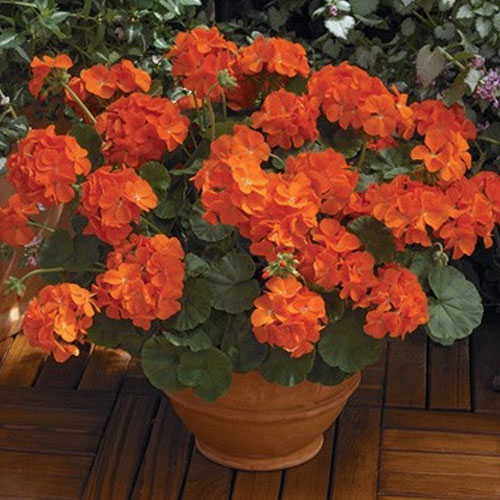 Orange Geranium Flower Seeds Bright Orange Zonal Geranium High Germination Garden Seeds heirloom non-gmo seeds
