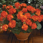 Orange Geranium Flower Seeds Bright Orange Zonal Geranium High Germination Garden Seeds heirloom non-gmo seeds