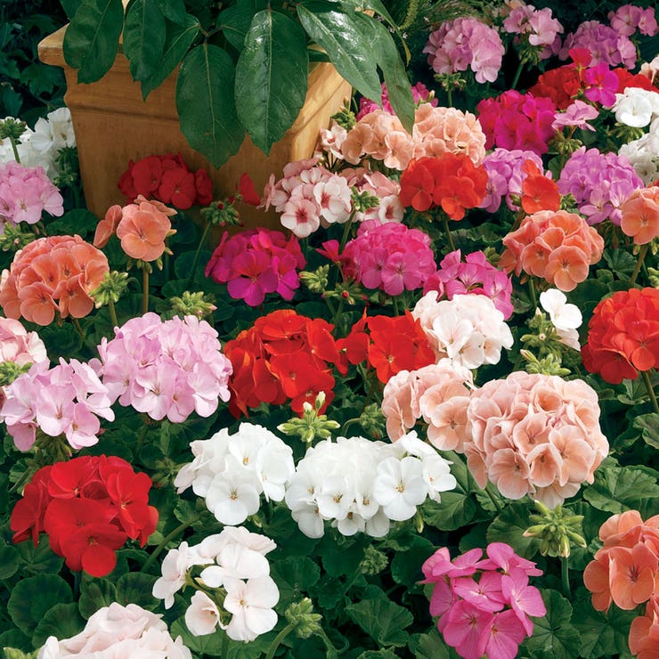 flowers high quality flower seeds for growing vibrant and colorful blooms in home gardens and landscapes organic flowers premium organic flower seeds for sustainable gardening and beautiful blossoms suitable for all climates