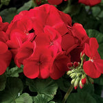 Scarlet Geranium Seeds Maverick Bright Red Geranium Flowers High Germination Garden Seeds heirloom non-gmo seeds