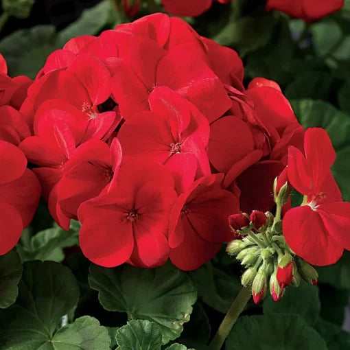 Scarlet Geranium Seeds Maverick Bright Red Geranium Flowers High Germination Garden Seeds heirloom non-gmo seeds