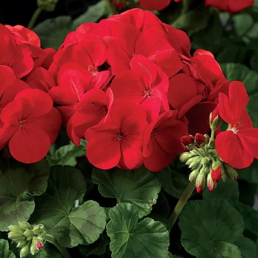 Maverick Scarlet Geranium Seeds Scarlet Red Geranium Flower Seeds Bright Zonal Geranium Seeds High Germination Garden Seeds red geranium zonal seeds bright scarlet garden geranium seeds outdoor potted geranium red seeds heirloom non-gmo seeds