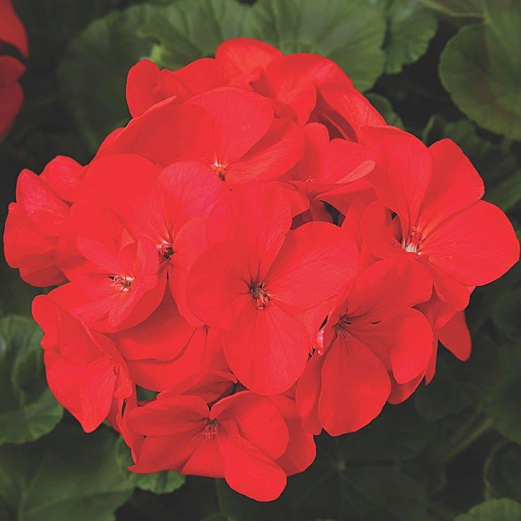 flowers high quality flower seeds for growing vibrant and colorful blooms in home gardens and landscapes organic flowers premium organic flower seeds for sustainable gardening and beautiful blossoms suitable for all climates