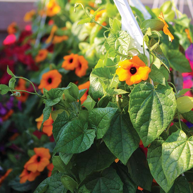 Thunbergia Alata Mixture Seed