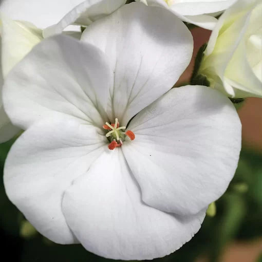 White Geranium Seeds Pure White Zonal Geranium Flowers High Germination Garden Seeds heirloom non-gmo seeds