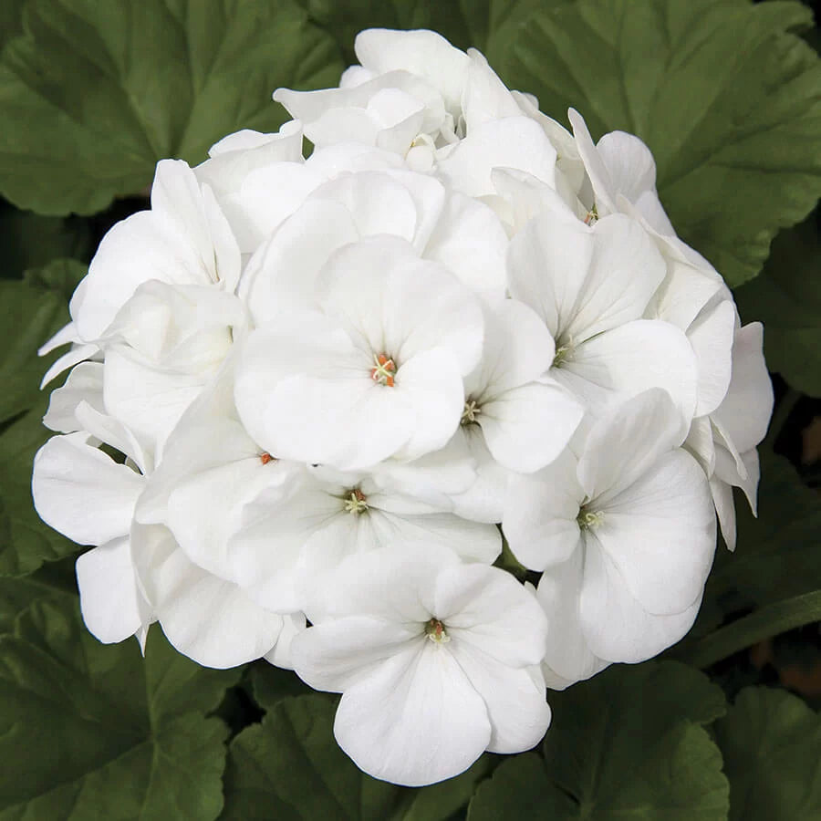 White Hybrid Geranium Seeds