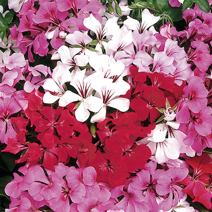 flowers high quality flower seeds for growing vibrant and colorful blooms in home gardens and landscapes organic flowers premium organic flower seeds for sustainable gardening and beautiful blossoms suitable for all climates