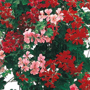 Summer Showers Geranium Seeds Hybrid Multicolor Geranium High Germination Garden Seeds heirloom non-gmo seeds