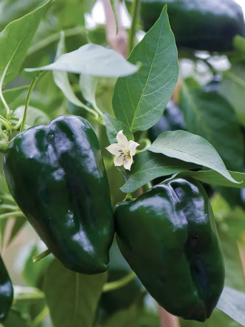 Hot Pepper Seeds - Ancho or Poblano